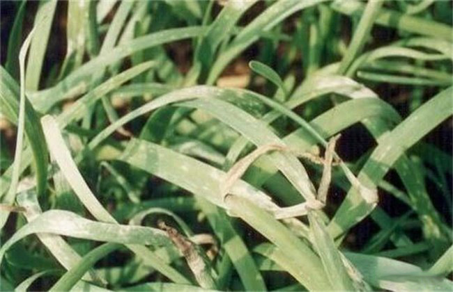 韭菜出現(xiàn)爛葉要怎么去預(yù)防(圖1) 韭菜出現(xiàn)爛葉要怎么去預(yù)防(圖1)