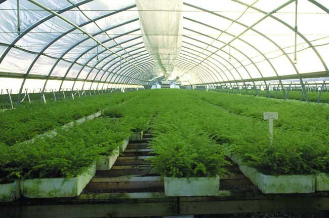 如何正確使用大棚種植蔬菜(圖2) 如何正確使用大棚種植蔬菜(圖2)
