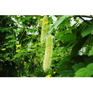 苦瓜種植時間是在什么時候？(圖1)