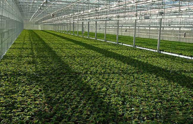 如何正確使用大棚種植蔬菜(圖1) 如何正確使用大棚種植蔬菜(圖1)