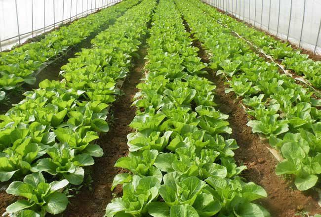 如何正確使用大棚種植蔬菜(圖3) 如何正確使用大棚種植蔬菜(圖3)