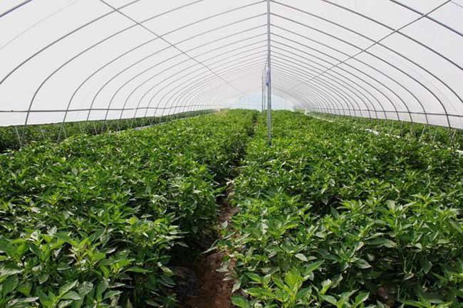如何正確使用大棚種植蔬菜(圖4) 如何正確使用大棚種植蔬菜(圖4)