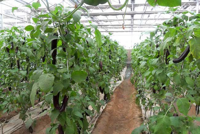 如何正確使用大棚種植蔬菜(圖5) 如何正確使用大棚種植蔬菜(圖5)