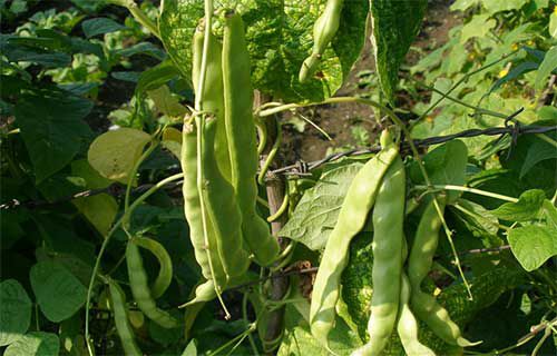 油豆角露地進行種植?油豆角露地種植技術(圖1)