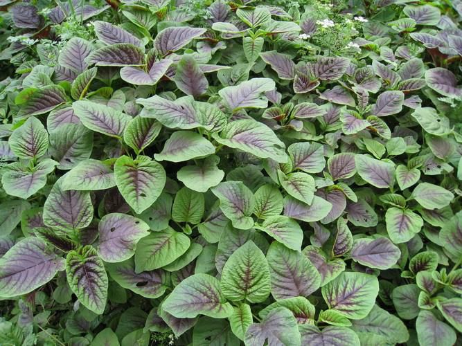 莧菜如何種植？夏季露地莧菜栽培技巧(圖1)