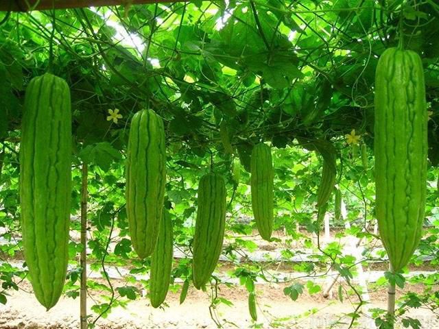 如何提高苦瓜的產(chǎn)量？苦瓜高產(chǎn)田間管理技術(shù)(圖1)