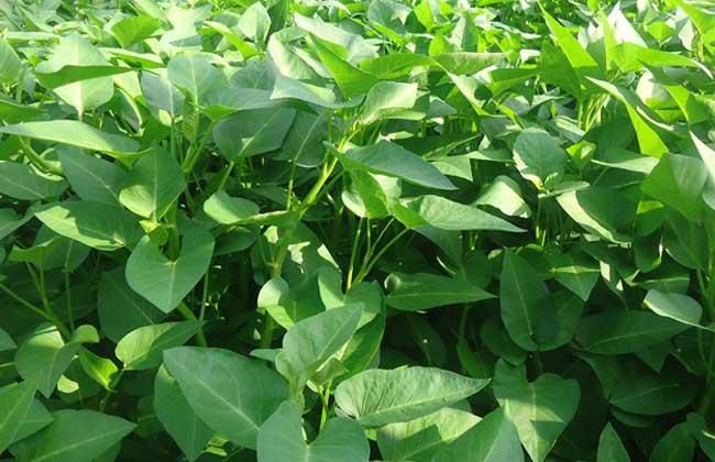 如何種植空心菜？空心菜栽培技術(shù)要點(圖1)