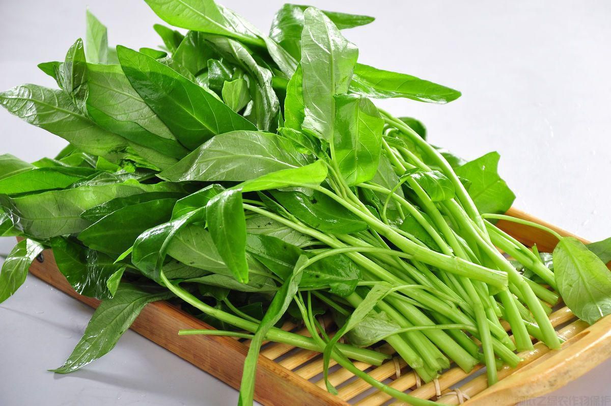 如何種植空心菜？空心菜栽培技術(shù)要點(圖2)
