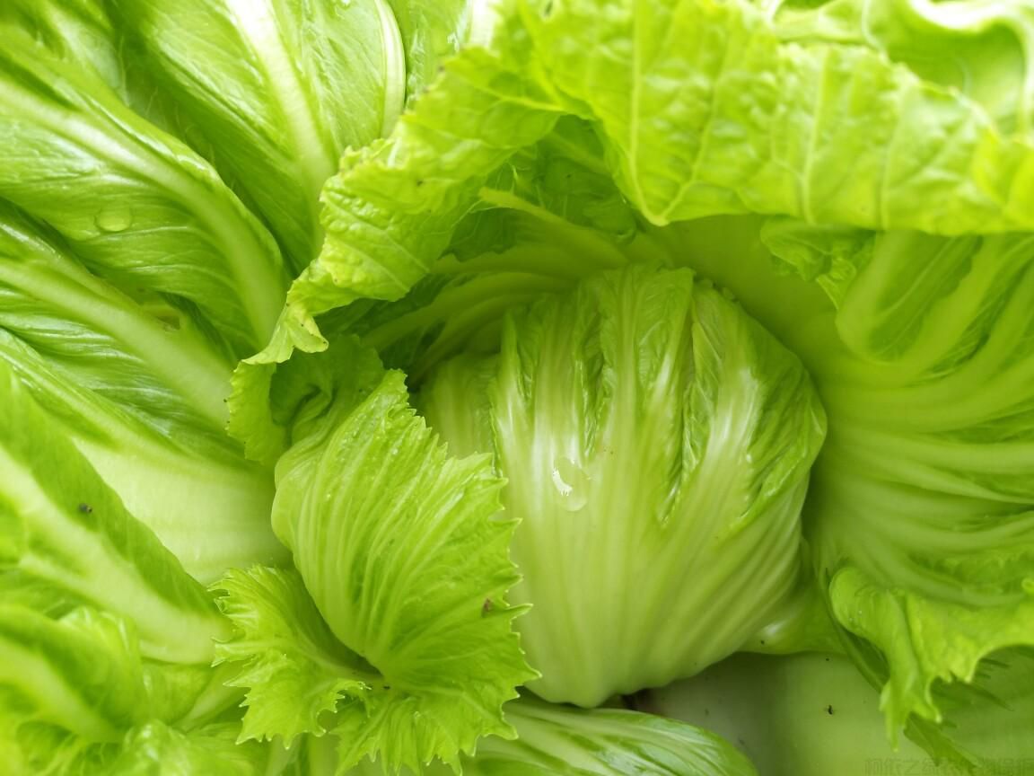 包心芥菜如何種植？包心芥菜田間管理技巧(圖2)