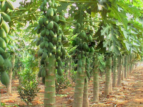 木瓜種子怎么種植？木瓜種植技術(shù)介紹(圖1)
