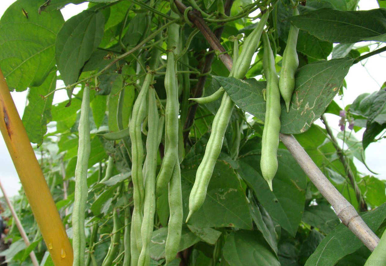如何種植四季豆高產(chǎn)量技術(圖1)
