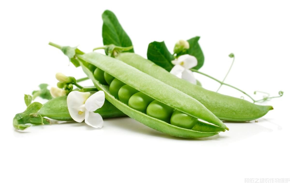 豌豆怎么施肥？豌豆高產(chǎn)施肥技術(shù)介紹(圖2)