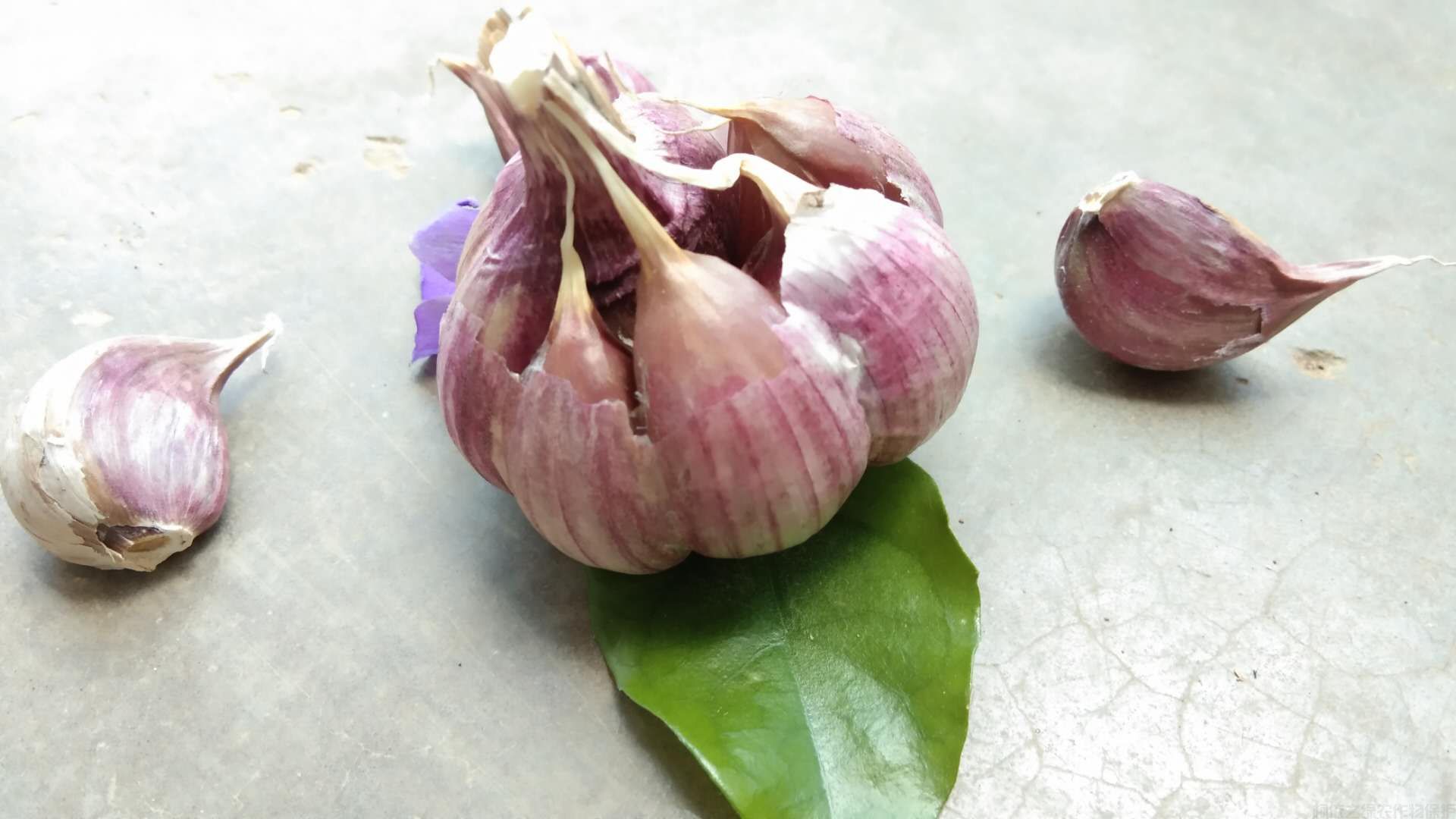 怎么種好紫皮大蒜？種植紫皮大蒜的注意事項(圖2)