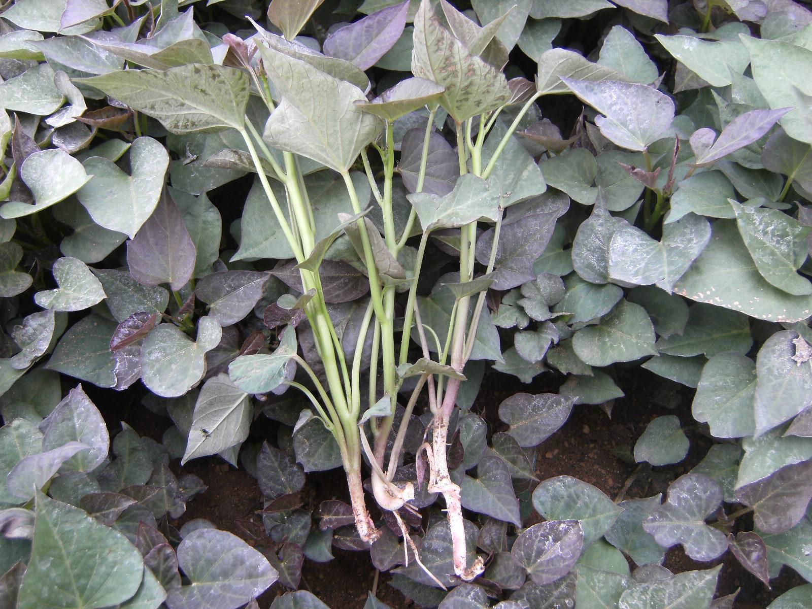 紫薯怎么種好？紫薯的種植技術(shù)介紹(圖2)