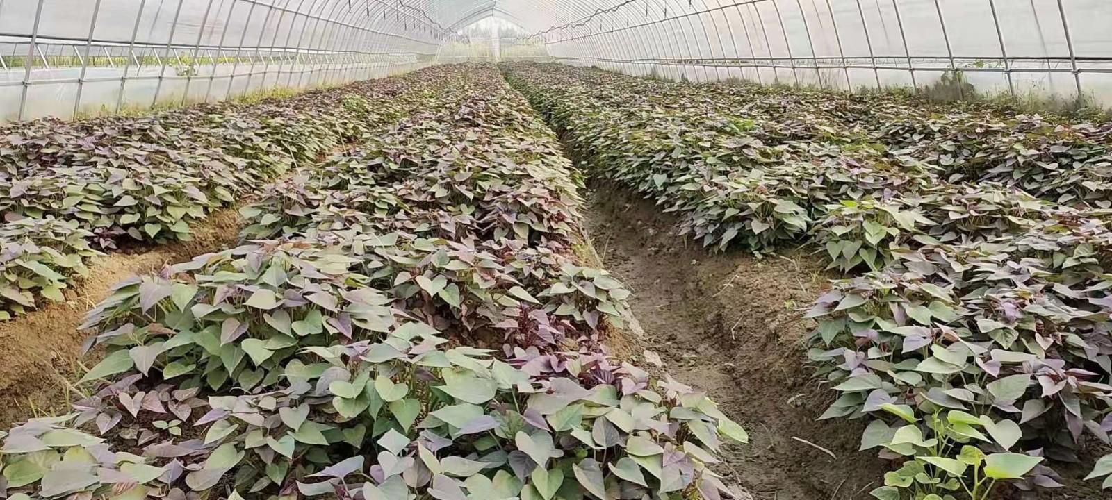 紫薯怎么種好？紫薯的種植技術(shù)介紹(圖3)