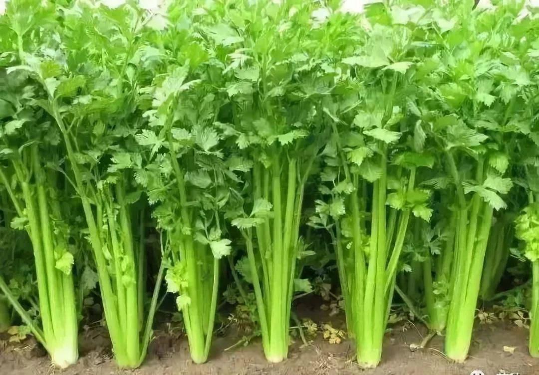 芹菜適宜怎樣的種植環(huán)境？(圖1)