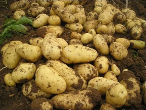 土豆怎么種植高產(chǎn)？土豆種植技巧(圖2)