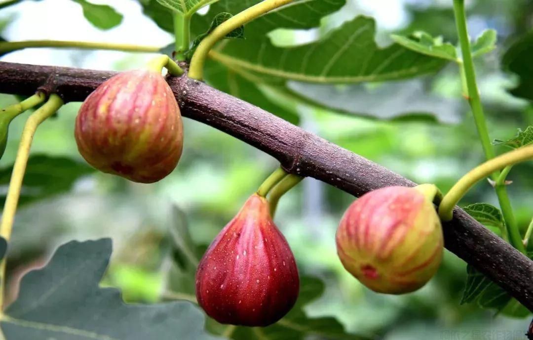 無花果種植技巧以及插桿方法和時(shí)間(圖1)