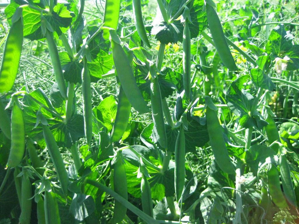 豌豆最好種植時(shí)間和方法(圖1)
