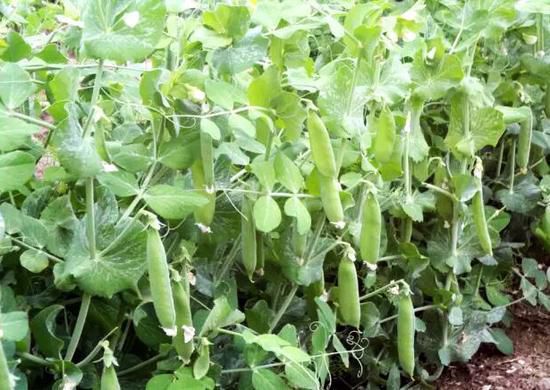 豌豆最好種植時(shí)間和方法(圖2)