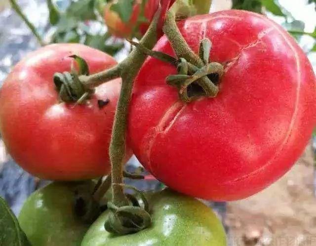 西紅柿果面有裂紋，個(gè)頭小，果形不好，如何解決？(圖1)
