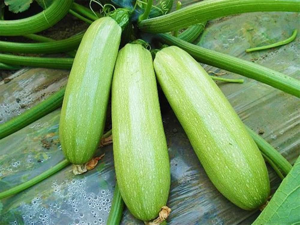 西葫蘆溫室高產(chǎn)技術(shù)要點(diǎn)？(圖1)