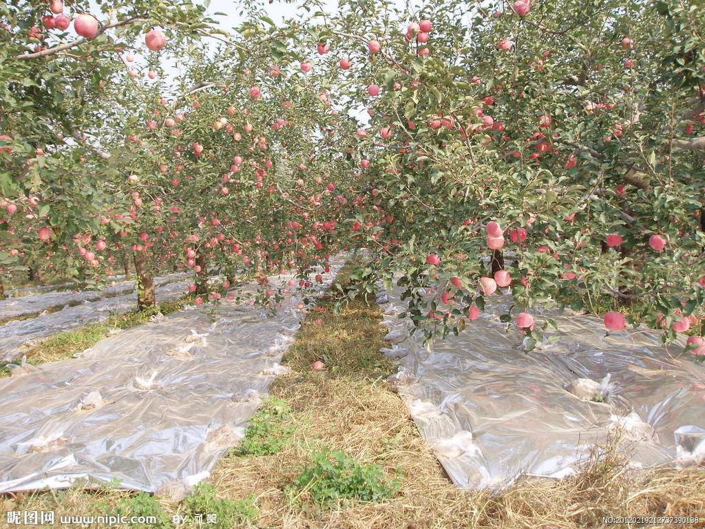 蘋果園三個(gè)重點(diǎn)澆灌時(shí)期(圖1)