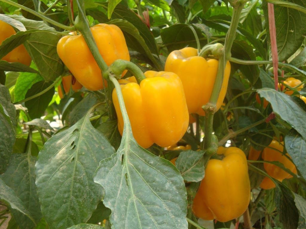彩椒種植管理技術要點(圖1)
