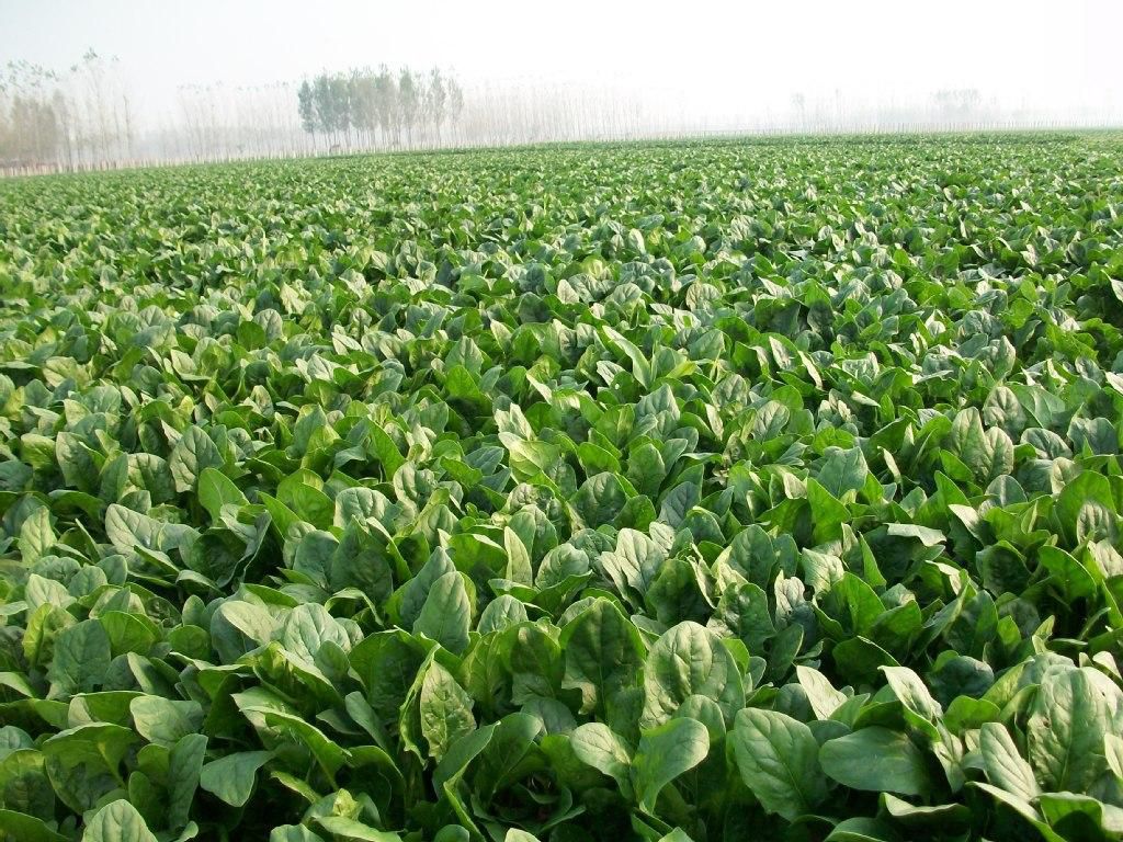 菠菜越冬種植技術(shù)解析(圖1)