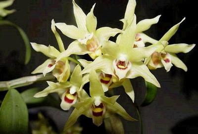如何讓石斛盆栽多開花呢？(圖1)