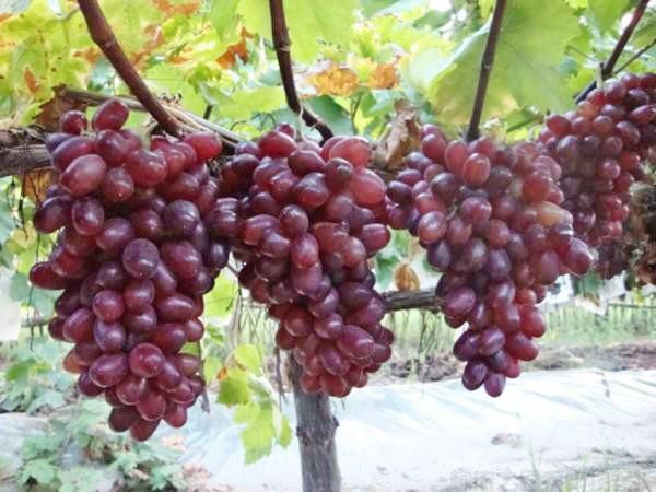 提子要怎么種？提子的種植技術(圖1)