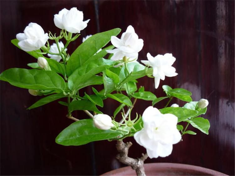 茉莉開花少怎么辦？讓茉莉多開花五要素(圖1)