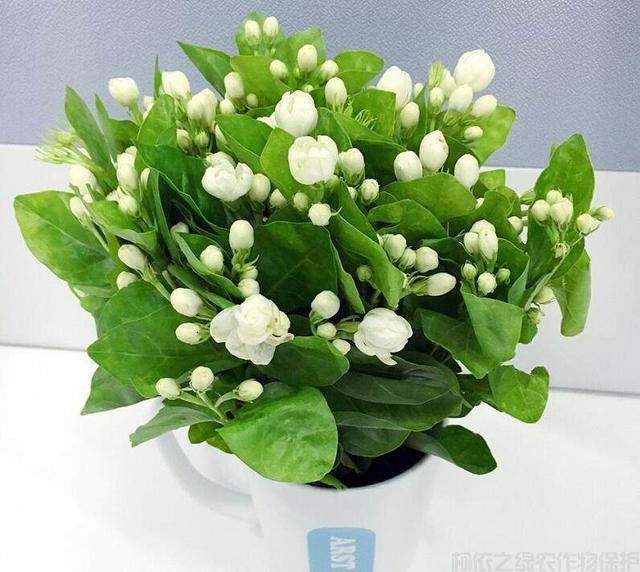 茉莉花盆栽修剪枝條不要扔，扦插后一盆變多盆(圖1)