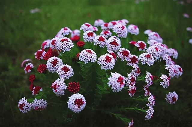 什么是狼毒花？狼毒花的種類品種介紹(圖1)
