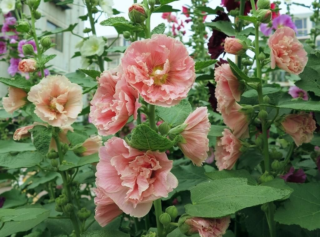 蜀葵要怎么種？蜀葵的種植方法(圖1)