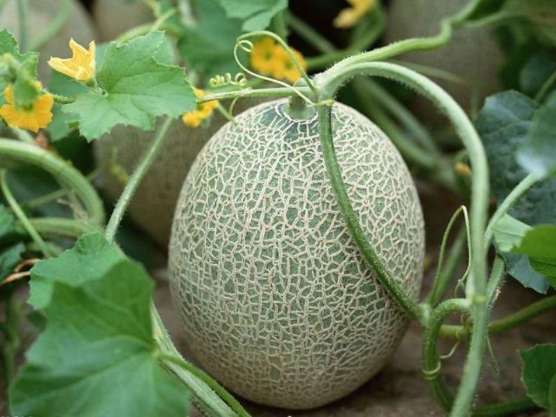 種植哈密瓜要怎么管理？哈密瓜的種植管理方法(圖1)