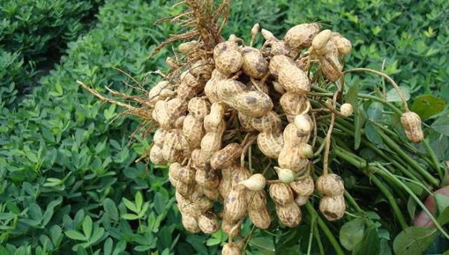 春花生播種要注意什么？春花生播種的注意事項(xiàng)(圖1)