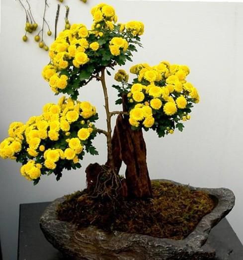 菊花要怎么盆栽？盆栽菊花的方法(圖1)