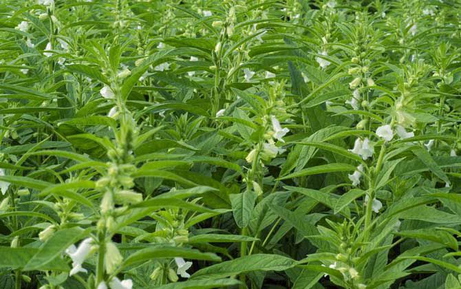 種植芝麻要選擇什么品種？種植芝麻前的準(zhǔn)備工作(圖1)
