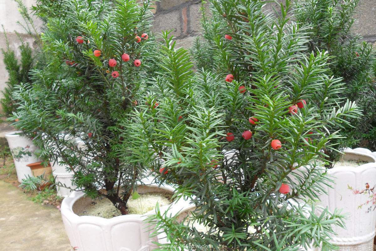 紅豆杉可以盆栽嗎？紅豆杉的盆栽養(yǎng)護方法(圖1)