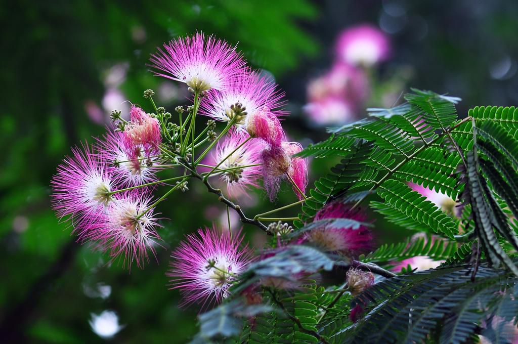 怎么才能養(yǎng)好合歡花？合歡花的養(yǎng)護(hù)技巧(圖1)