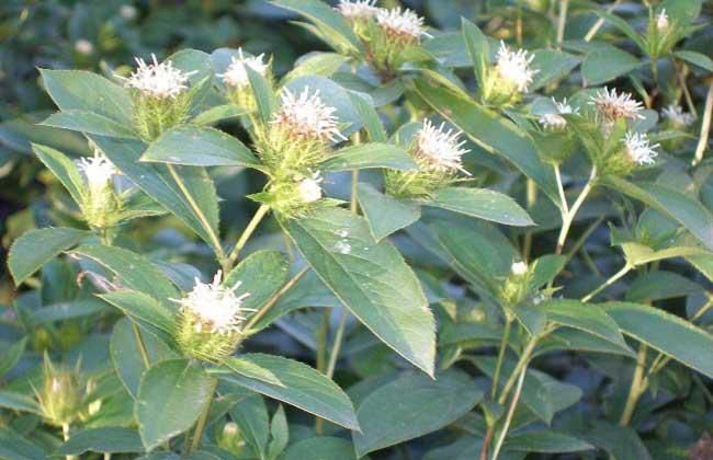 蒼術怎么種？蒼術種植方法介紹(圖1)