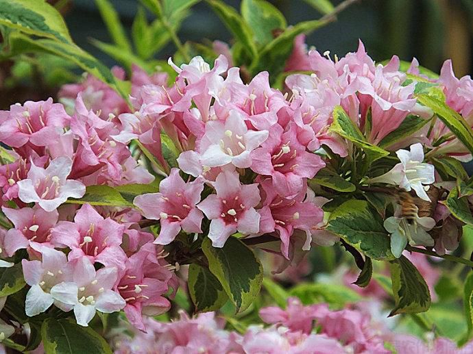 錦帶花的花期是什么時候？錦帶花生長習(xí)性和養(yǎng)殖方法(圖1)