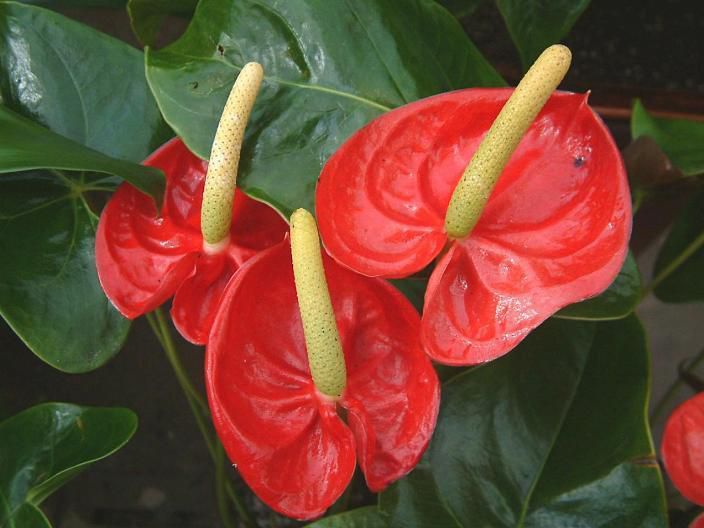 怎么養(yǎng)好火鶴花？火鶴花的養(yǎng)殖方法介紹(圖1)