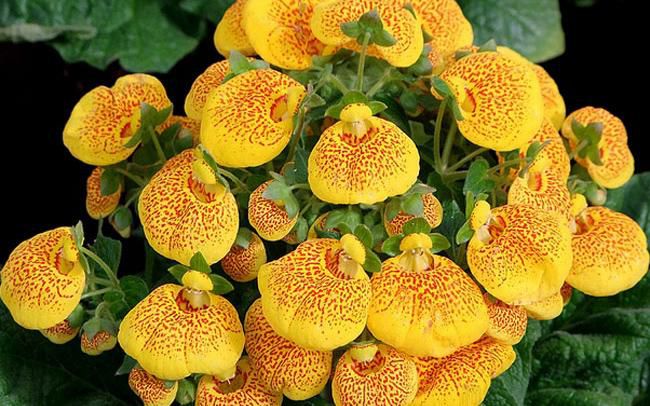 蒲包花怎么種？蒲包花的種植和養(yǎng)護方法(圖1)