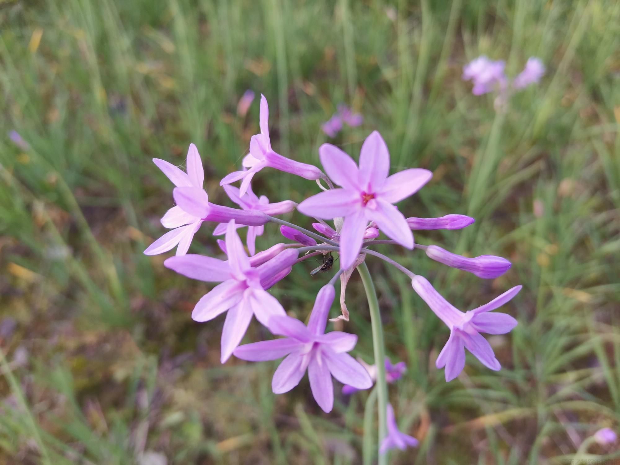 紫嬌花能吃嗎？紫嬌花種植方法(圖1)