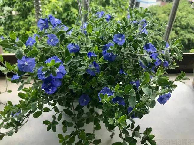 怎么才能養(yǎng)好藍(lán)星花？藍(lán)星花的養(yǎng)護(hù)技巧和養(yǎng)殖注意事項(圖1)
