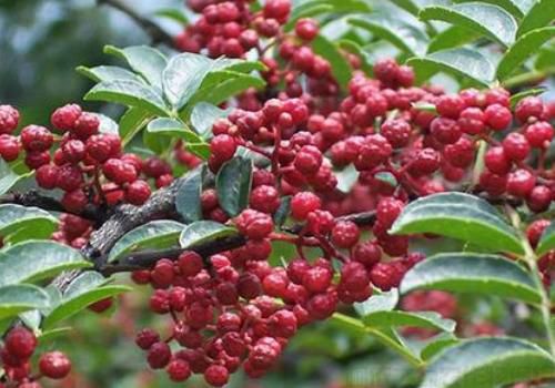 花椒樹怎么過冬？花椒樹過冬防寒的方法(圖1)