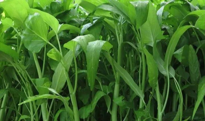空心菜怎么施肥？空心菜高產(chǎn)施肥技術(shù)(圖1)