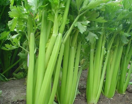 芹菜為什么會出現(xiàn)空心？芹菜空心的原因有哪些？(圖1)